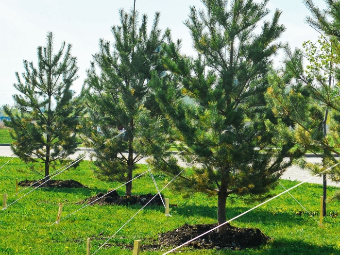 Сосна обыкновенная крупномер