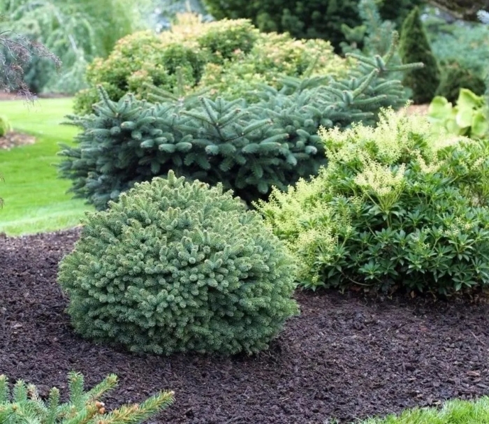 Ель канадская эхиниформис