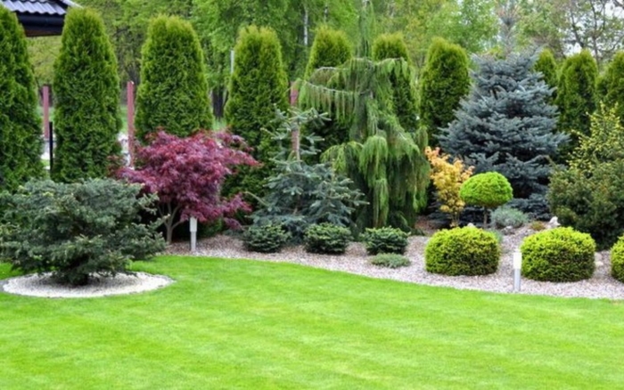 Хвойные растения в ландшафтном дизайне
