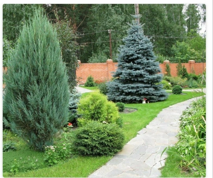 Можжевельник скальный мунглоу