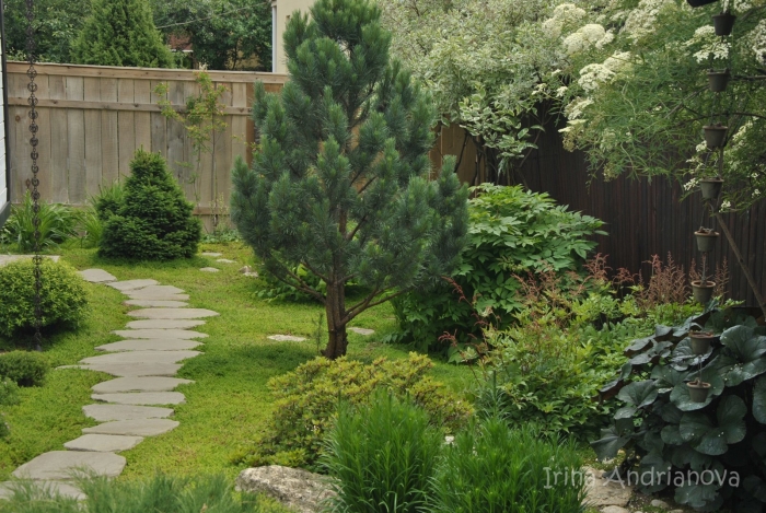 Сосна пумилио горная миксбордер