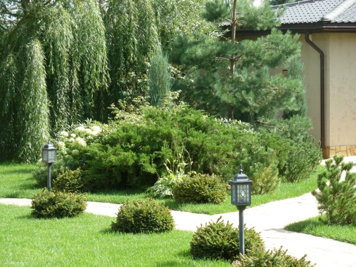 Ива в ландшафтном дизайне