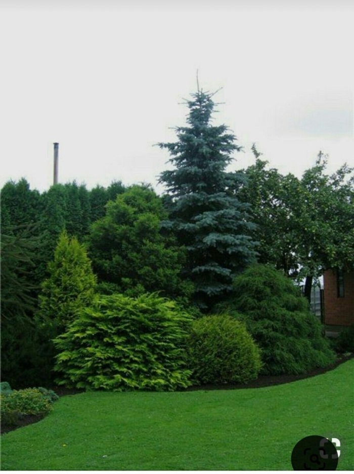 Хвойные сады