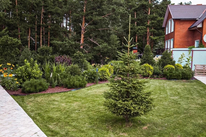 Сибирский кедр и пихта в миксбордере