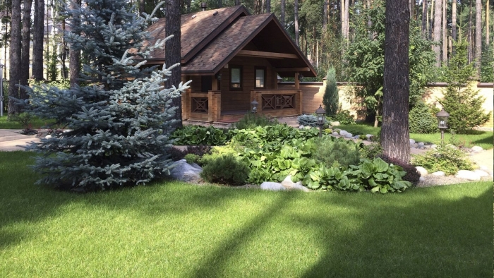 Хвойники в лесном ландшафте