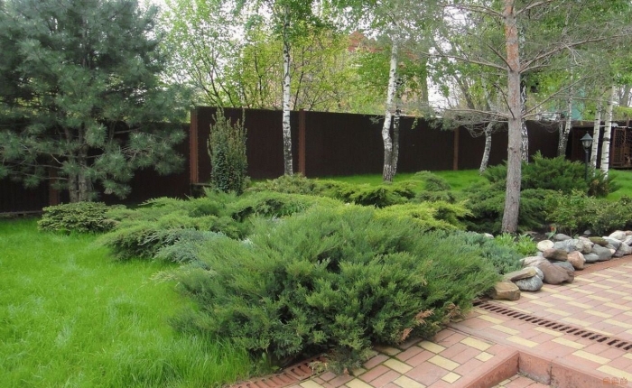 Туи сосны можжевельник ландшафт