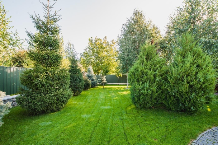 Пихта сибирская крупномеры