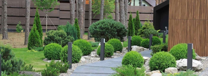 Туя даника изгородь