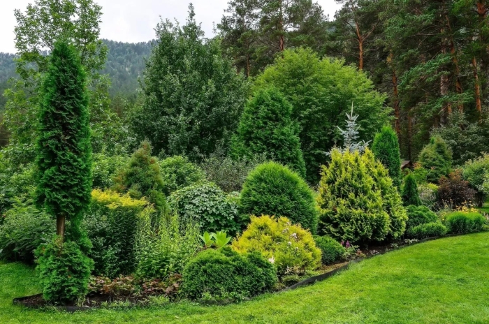 Хвойные растения для сада