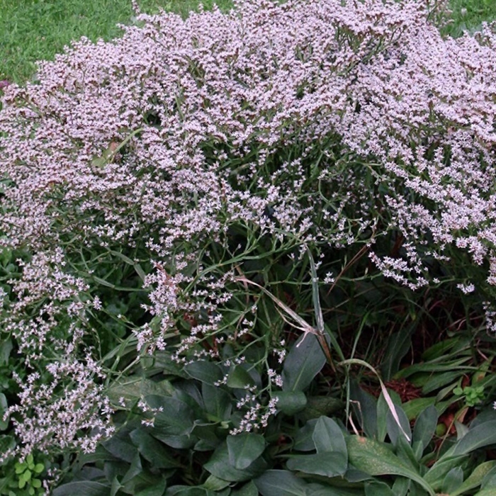 Limonium latifolium