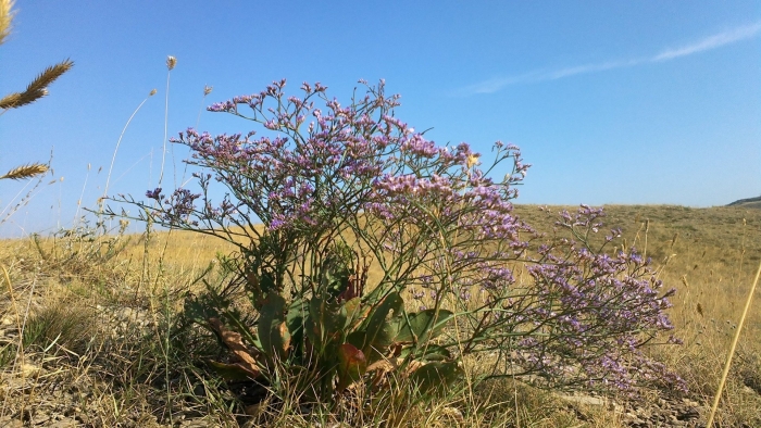 Limonium scoparium