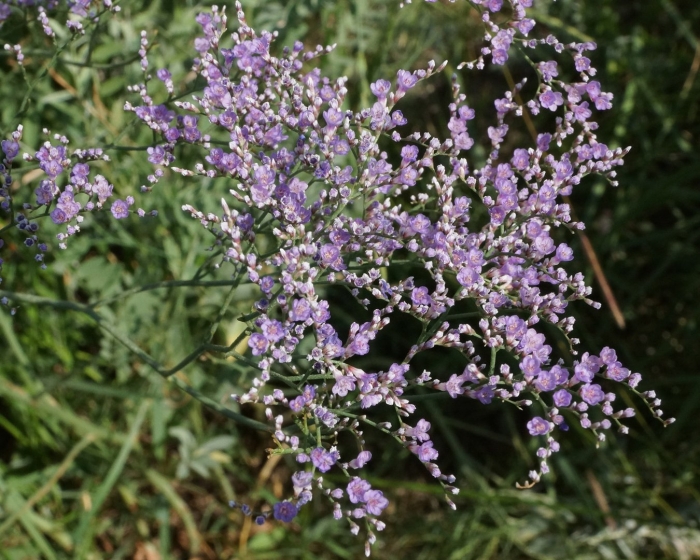 Limonium platyphyllum