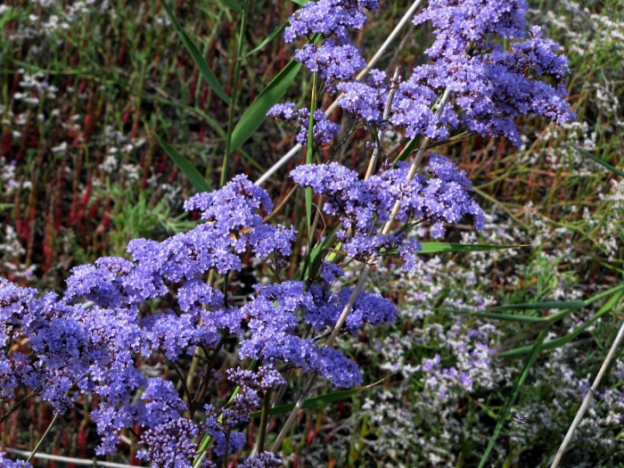 Limonium sinuatum