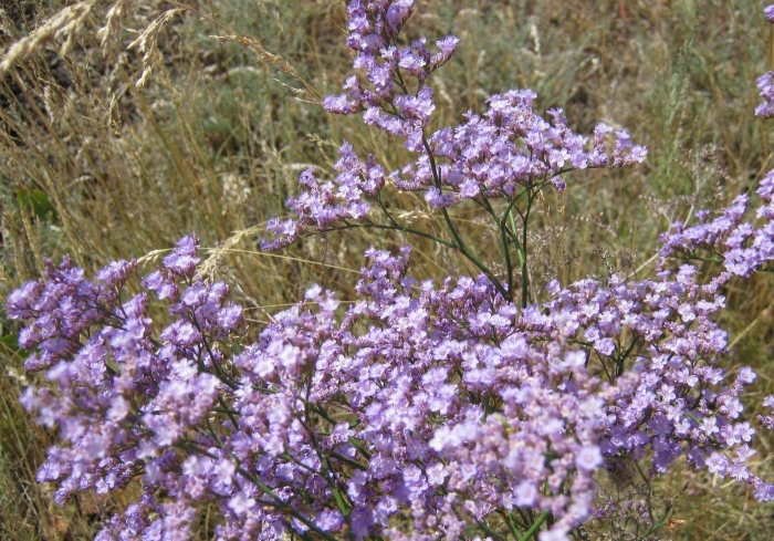 Limonium axillare