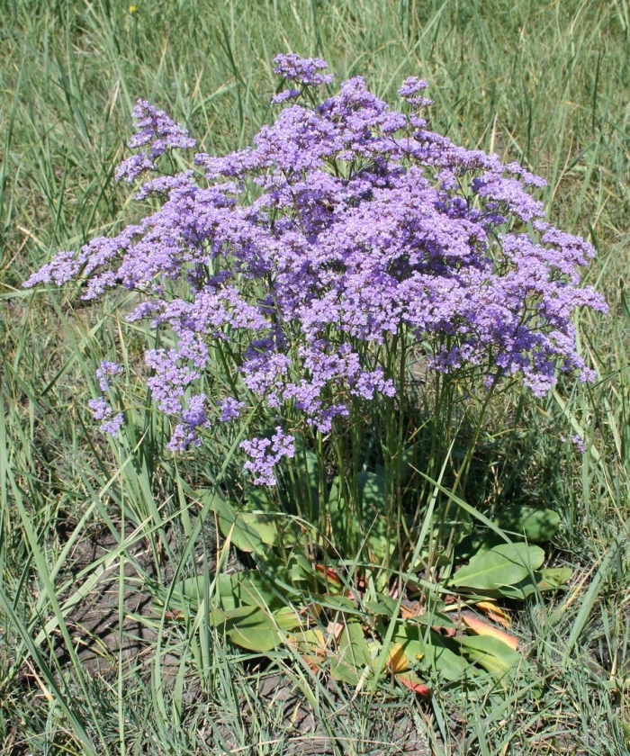 Кермек гмелина