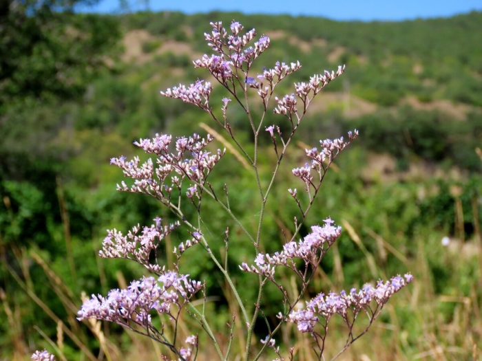 Степной бессмертник кермек