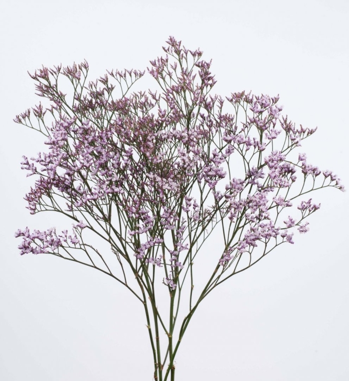 Сухоцветы кермек лимониум