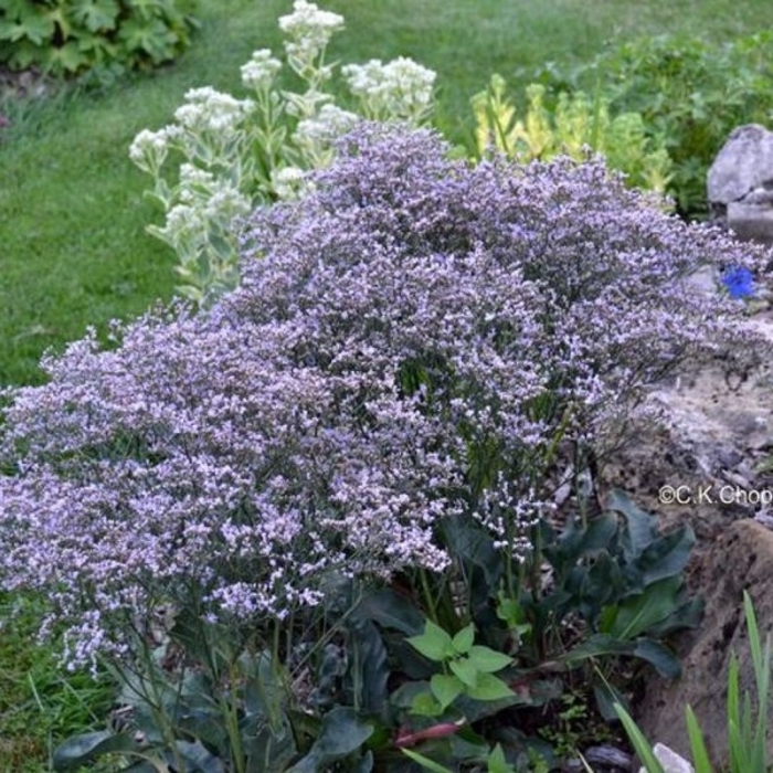 Кермек гмелина (limonium gmelinii
