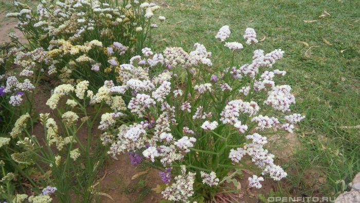 Татарский кермек многолетний