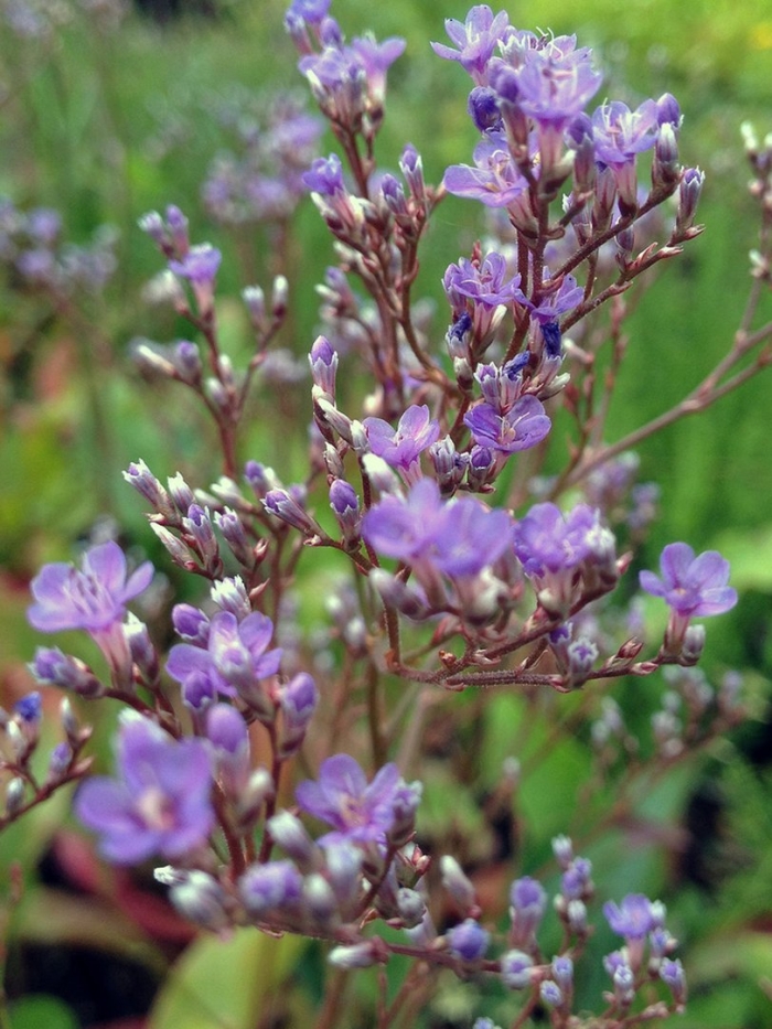 Кермек limonium latifolium
