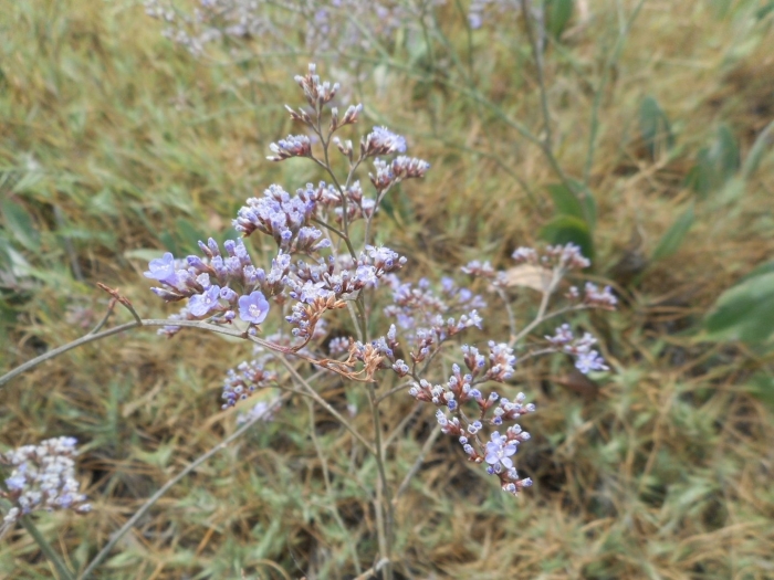 Кермек бунге