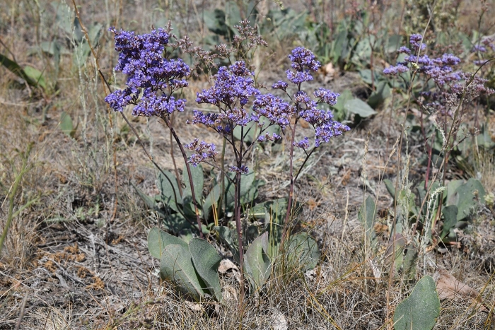 Limonium gmelinii