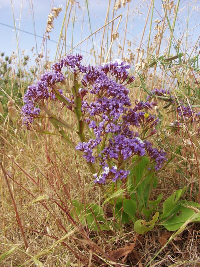 Кермек медонос