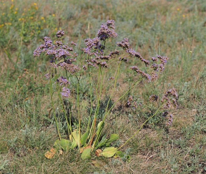 Кермек гмелина