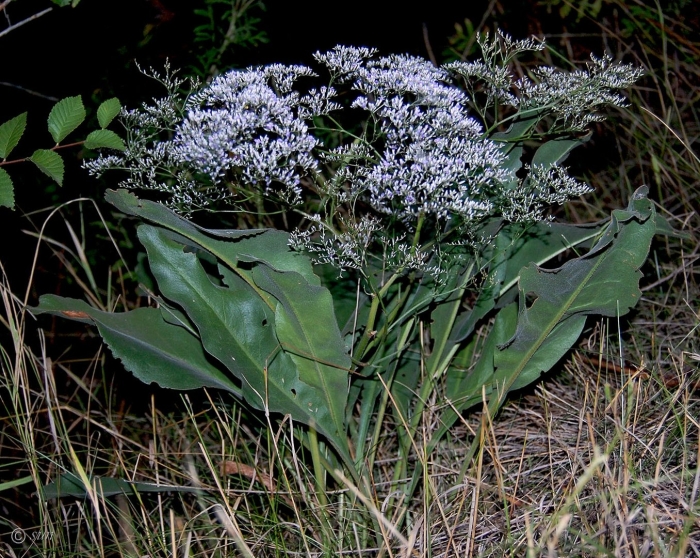 Eupatorium perfoliatum
