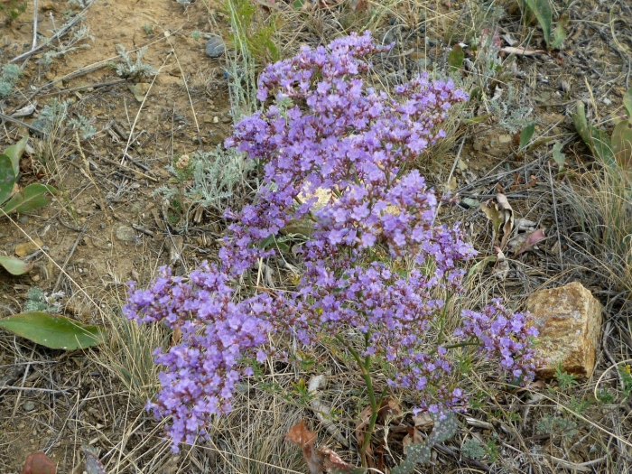 Степной бессмертник кермек
