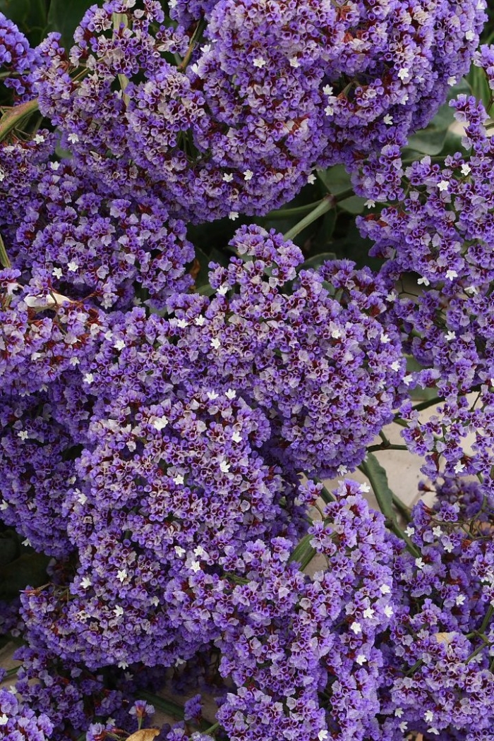 Статица пурпл