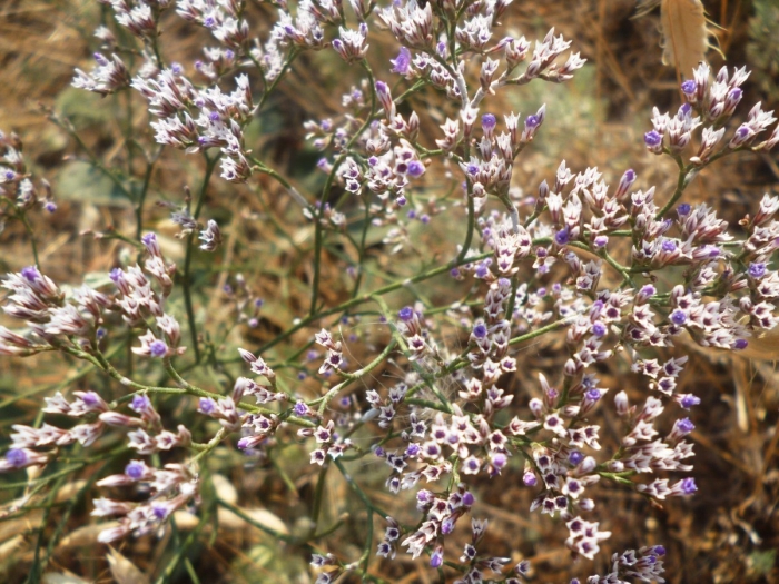 Степной бессмертник кермек