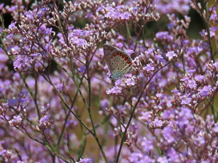 Кермек крымский