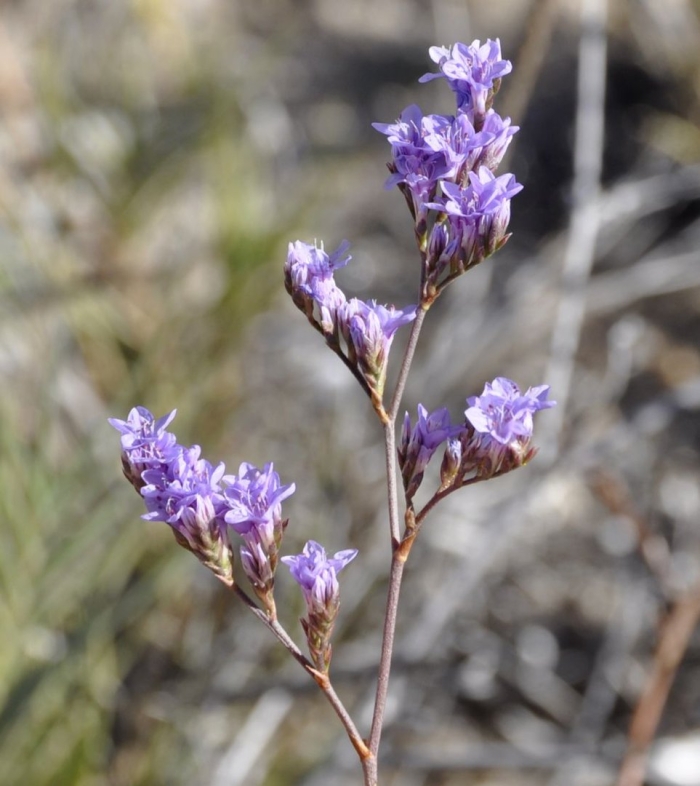 Limonium narbonense