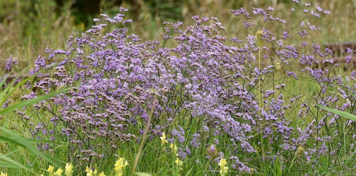 Трава кермек