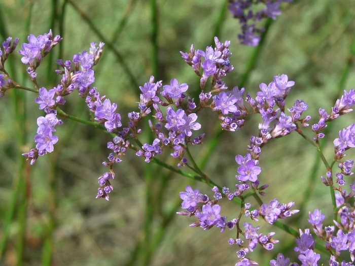 Кермек гмелина