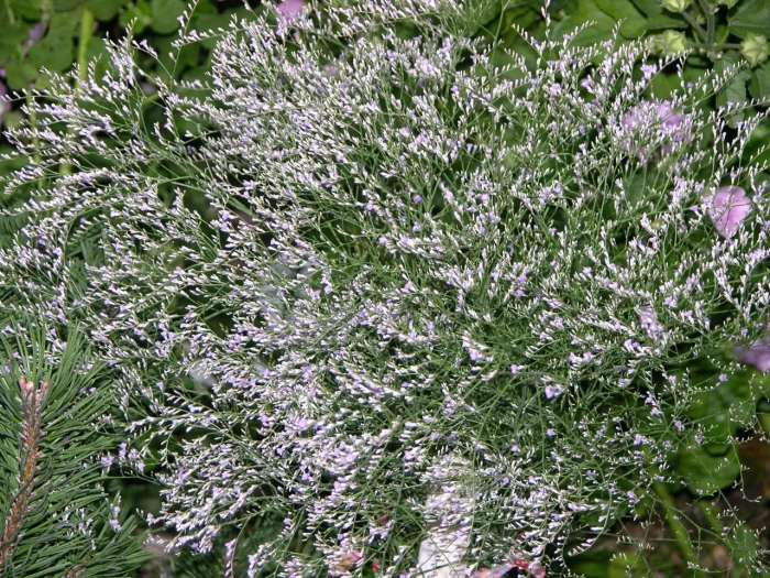 Кермек многолетний широколистный