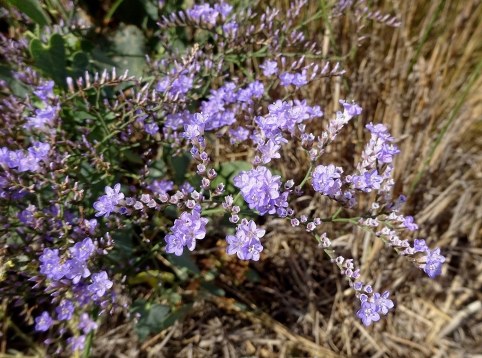 Кермек обыкновенный