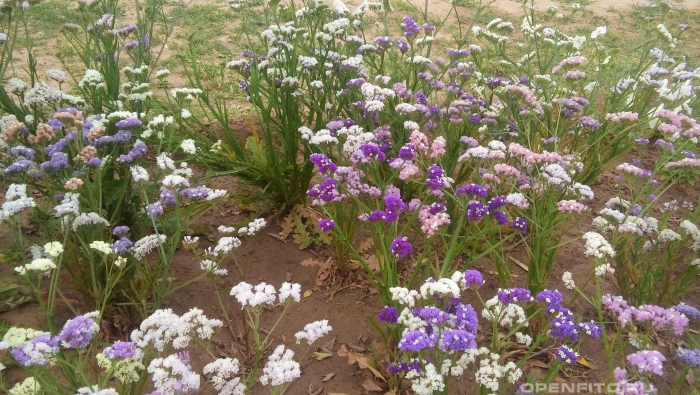 Статица суприм голубая