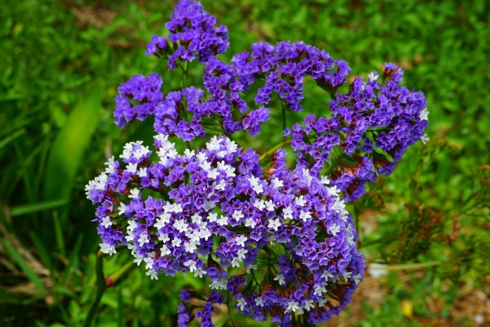 Кермек (limonium)
