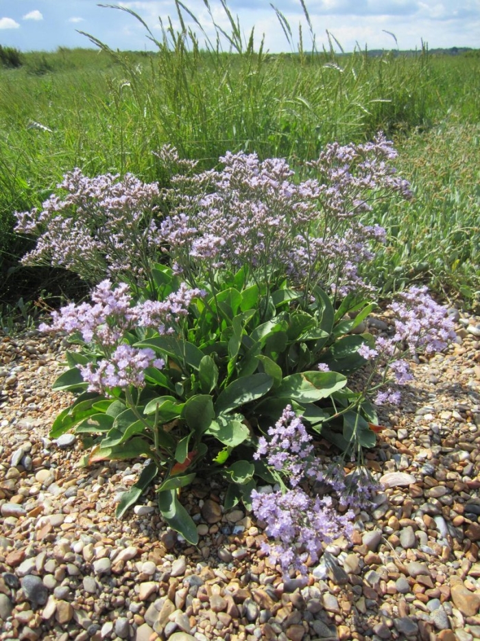 Кермек плосколистный многолетний