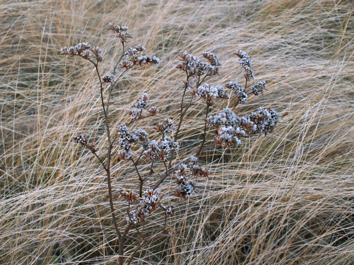 Сухая трава