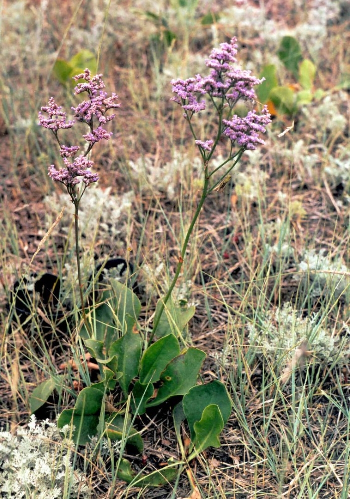 Limonium gmelinii