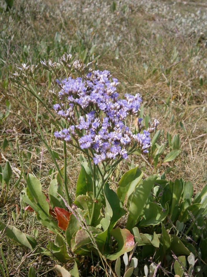 Limonium pectinatum