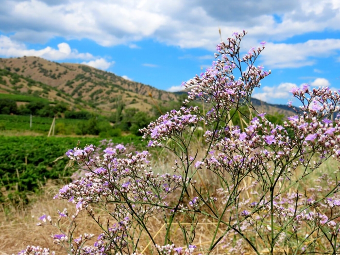 Кермек перекати-поле