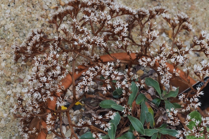 Кермек татарский