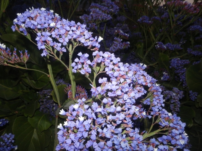 Кермек лимониум