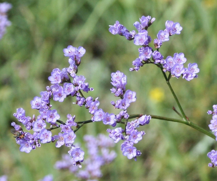 Limonium tomentellum