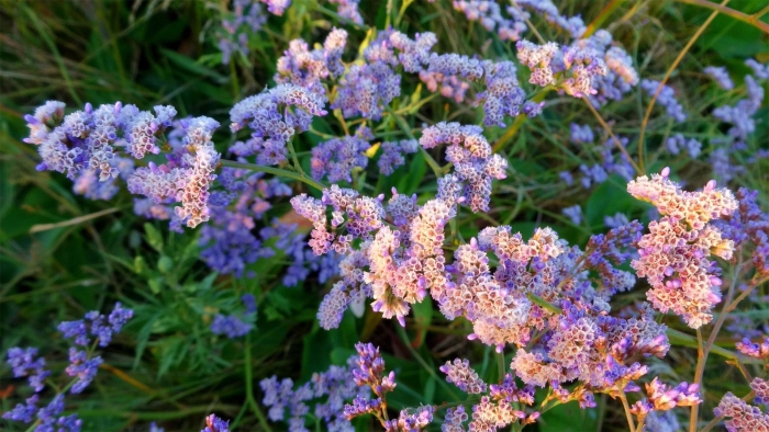 Кермек многолетник