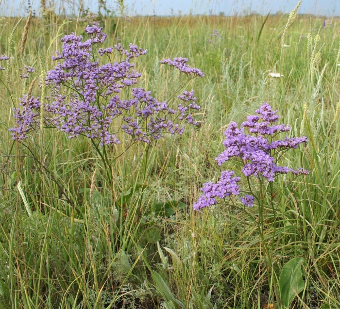 Limonium gmelini